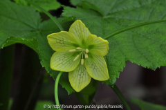 Fritillaria China_onbekend