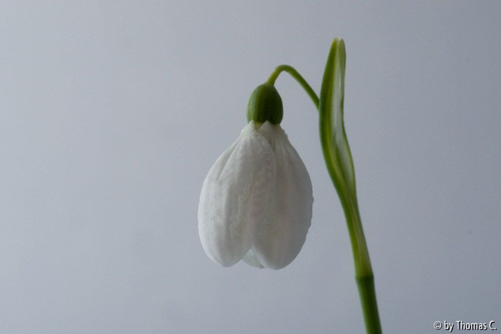 Neue Glöckchen 1