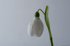 Neue Glöckchen 1