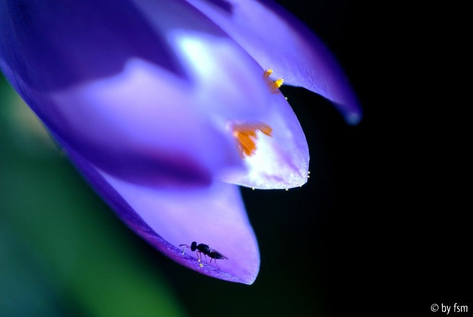Crocus 2 15-02-2007