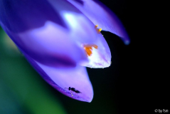 [galerie pid=44651]