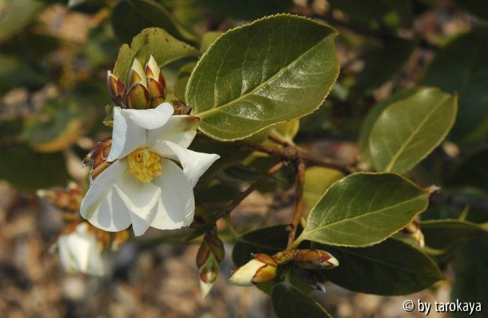C.yuhsienensis loc09