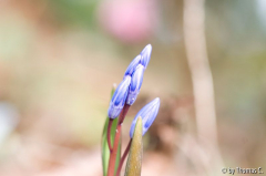 Scilla kommt (180 mm)