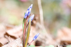 Scilla kommt (60 mm)