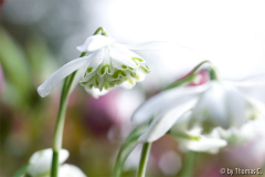 Schneeglöckchenschirm