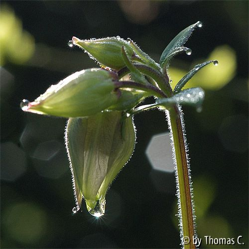 Kleine Wassertropfen-Akelei