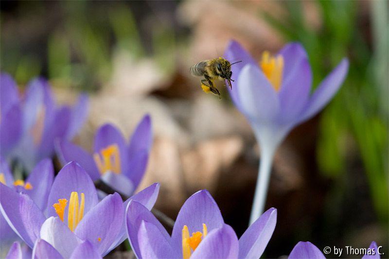 Biene im Krokus-Feld