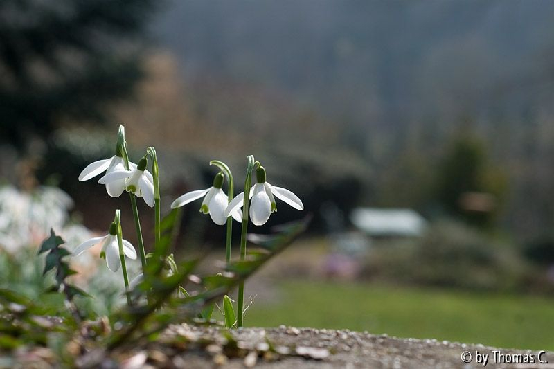 Ausblick der Schneeglöckchen