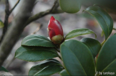 kamakura shibori vern bud