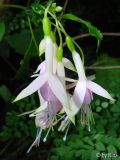 Fuchsia 'White Knights Blush'