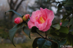 rosa simplex loc09