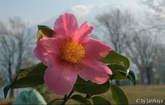 pink granthamiana loc09