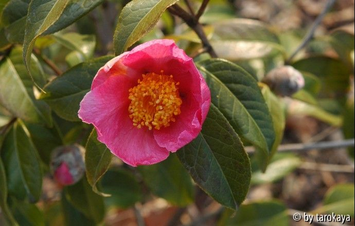 pink granthamiana2 loc09