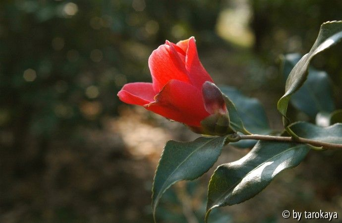 tulpenförmig2 loc09