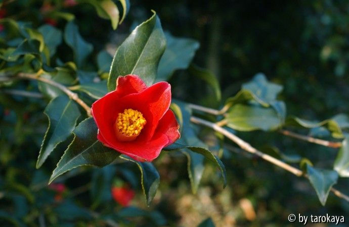 tulpenförmig loc09
