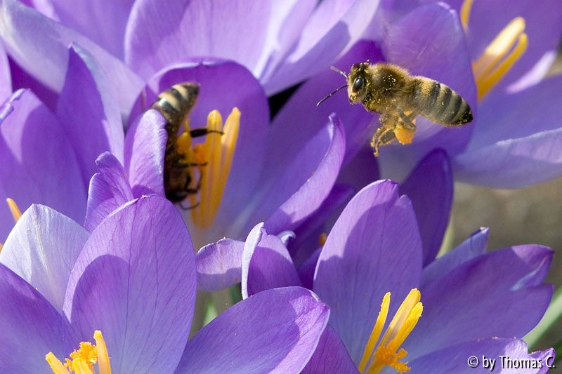 Bienen im Krokusfeld