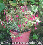 Fuchsie magellanica Pumila