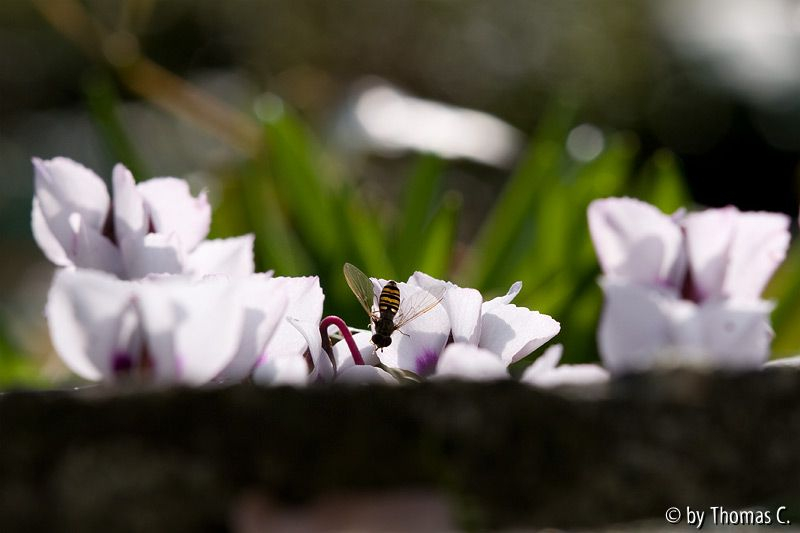 Veilchen im Licht