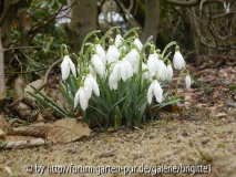 1_März 2009 011,kl_17, Galanthus, Regent