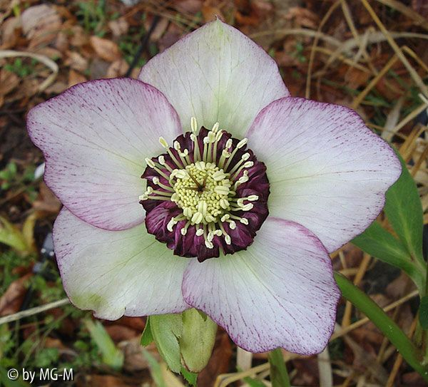 Helle Anemone 2009 1
