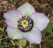 Helle Anemone 2009 1