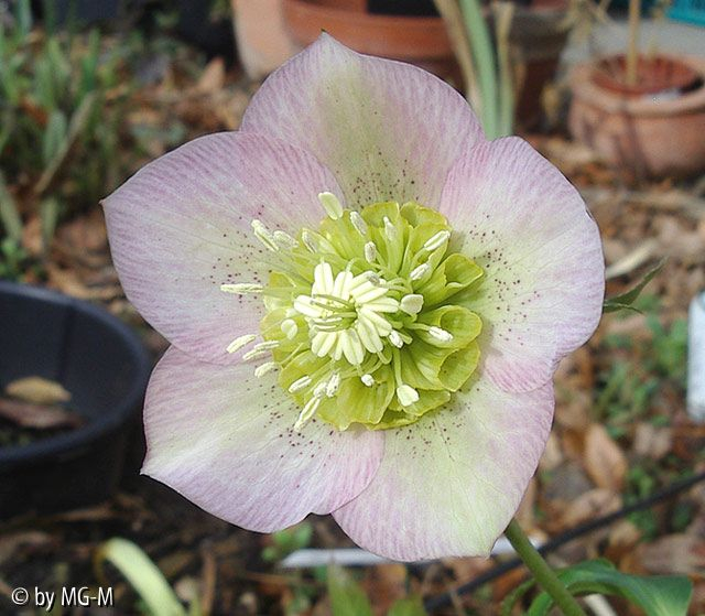 Helle Anemone apfelblütenrosa 2009 3
