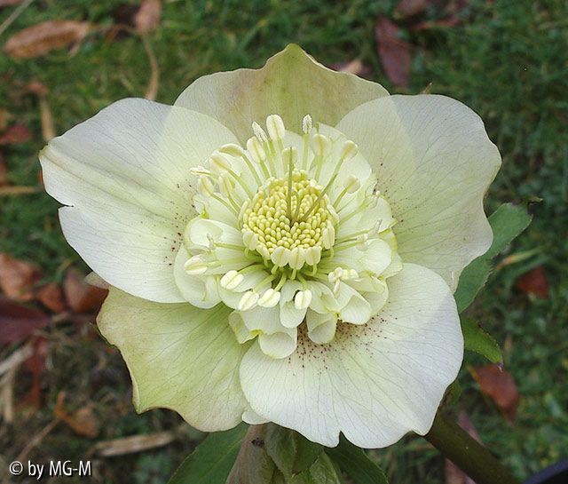 Helle Anemone creme 2009 4
