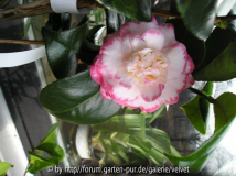Margaret Davis 1