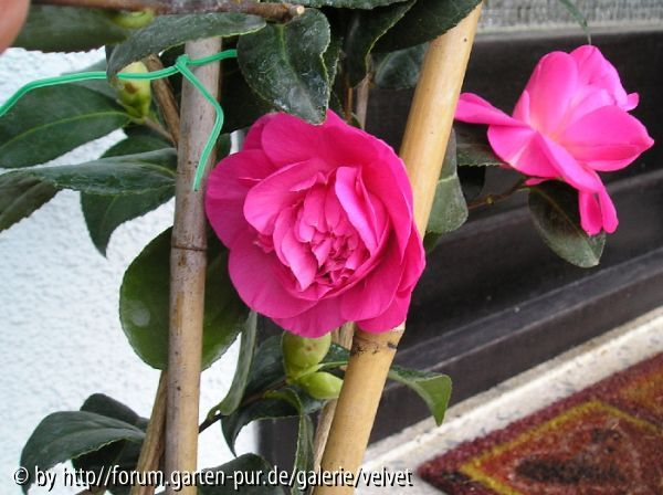 unbek. dunkelrosa- Elegans?