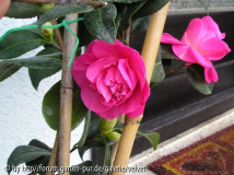 unbek. dunkelrosa- Elegans?