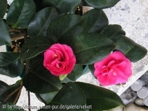 rote Unbekannte