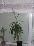 Kindergartenpflanze2
