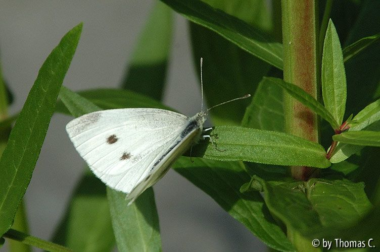Kohlweißling klein