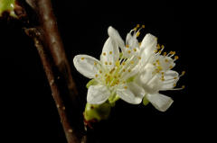 Studio VII