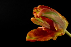 Studio VI