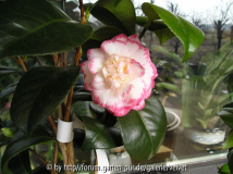 Margaret Davis 1