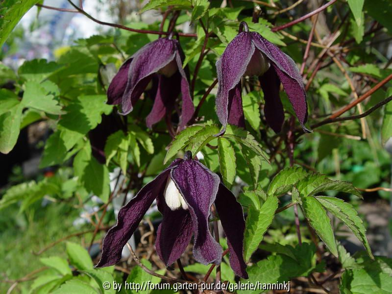Clematis BRUN001