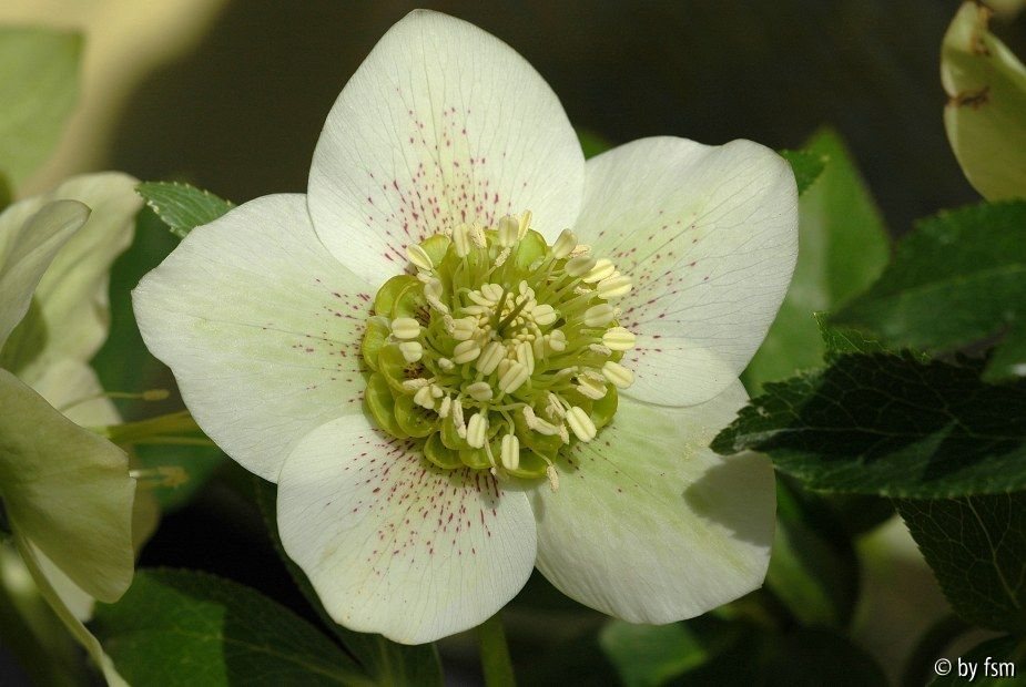 Helleborus Intratuin Creme rotgepunktet klein gerüscht 1 01-03-2009