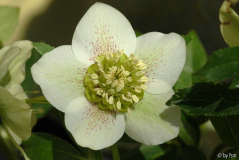 Helleborus Intratuin Creme rotgepunktet klein gerüscht 1 01-03-2009