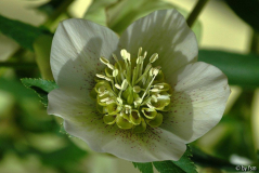 Helleborus Intratuin Creme rotgepunktet klein gerüscht 2 01-03-2009