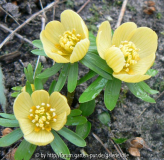 Eranthis Schwefelglanz 090304 a.jpg