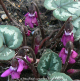 Cyclamen coum ssp caucasicum 090304 a.jpg