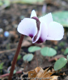 Cyclamen coum 090304 a.jpg