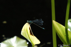 Libelle - Azurjungfer