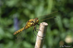 Libelle - Grosser Blaupfeil Weibchen 1