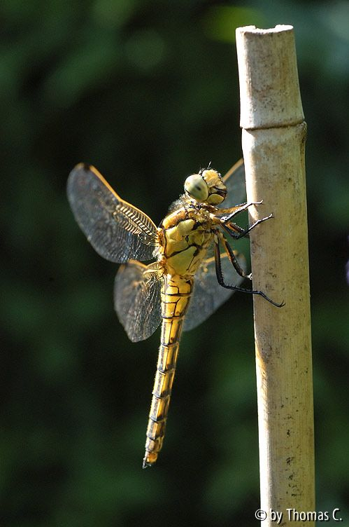 Libelle - Grosser Blaupfeil, Weibchen 2