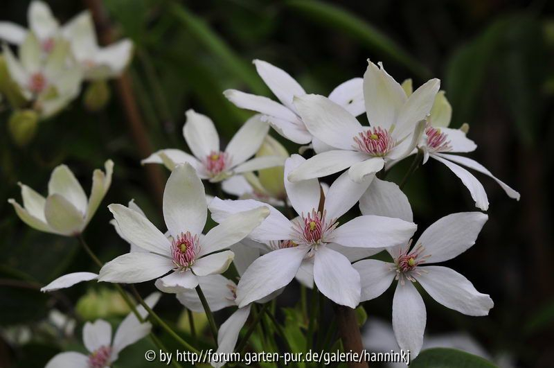Clematis armandii China