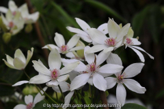 Clematis armandii China