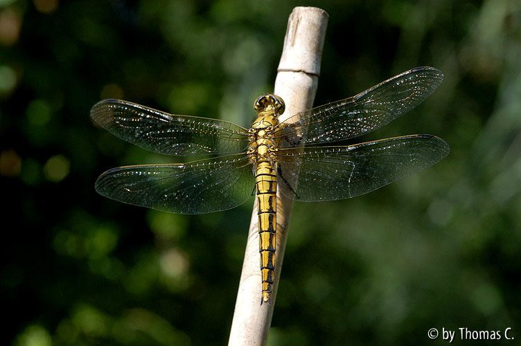 Libelle - Grosser Blaupfeil, Weibchen 3