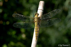 Libelle - Grosser Blaupfeil Weibchen 3